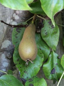 Pear ‘Conference’