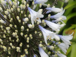 Agapanthus ‘Queen Mum’