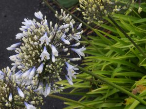 Agapanthus ‘Queen Mum’