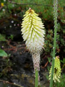 Kniphofia ‘Ice Queen’