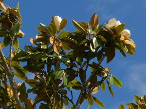 Magnolia grandiflora ‘Goliath’