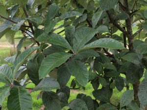 Sorbus thompsonii