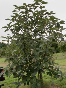 Sorbus thompsonii