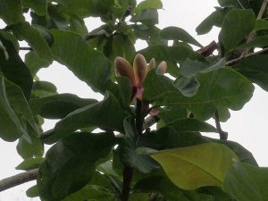 Magnolia officionalis biloba