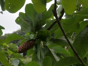 Magnolia officionalis biloba