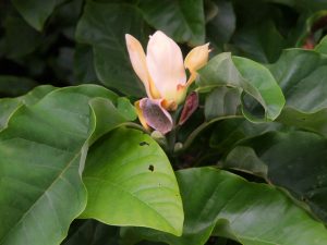 Magnolia ‘Yellow Fever’