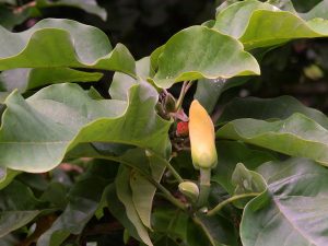 Magnolia ‘Yellow Fever’