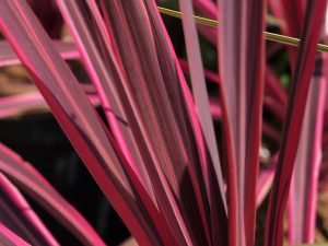Cordyline australis ‘Pink Passion’