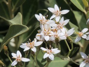 Olearia x oleifera ‘Waikariensis’