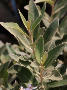 Olearia x oleifera ‘Waikariensis’