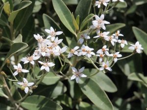 Olearia x oleifera ‘Waikariensis’