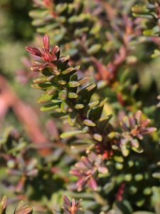 Podocarpus lawrencei ‘Red Tip’