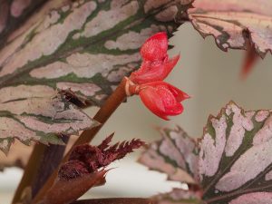 Begonia ‘Betitochiba’