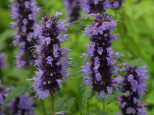 Agastache ‘Black Adder’