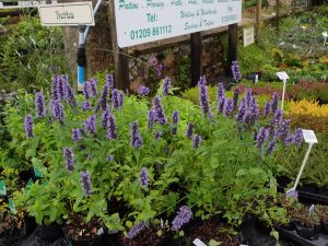 Agastache ‘Black Adder’