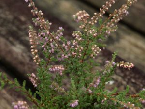 Calluna vulgaris ‘Silver Fox’