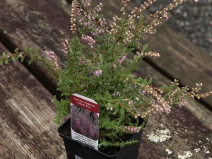 Calluna vulgaris ‘Silver Fox’