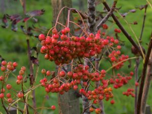 this sorbus has no label on the plan
