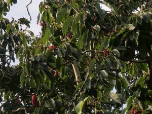 Magnolia mollicomata