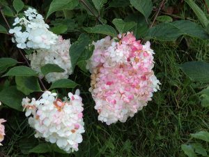 Hydrangea paniculata ‘Vanille Fraise’