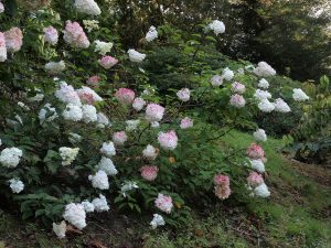 Hydrangea paniculata ‘Vanille Fraise’