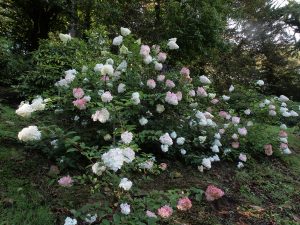 Hydrangea paniculata ‘Vanille Fraise’