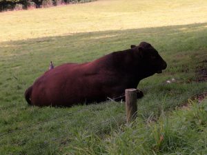 Bulls at rest