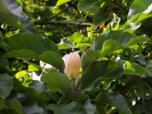 Magnolia ‘Yellow Bird’