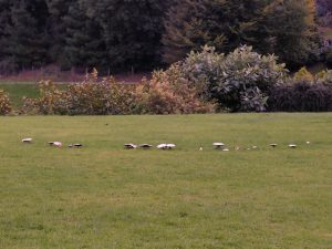 mushroom circle