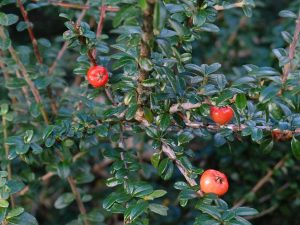 Cotoneaster ‘unknown’