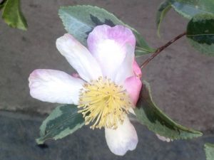 Camellia sasanqua ‘Variegata’