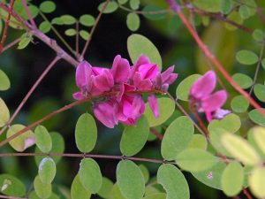 Indigofera howellii ‘Reginald Cory’