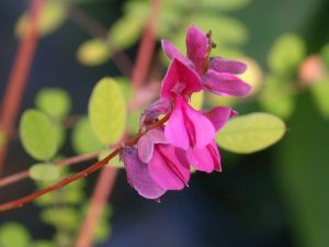 Indigofera howellii ‘Reginald Cory’