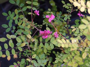 Indigofera howellii ‘Reginald Cory’