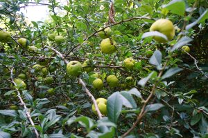 quince shrub