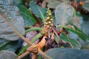 many of the flower trusses have now dropped their seed heads