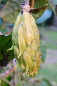 one unripe seed pod on the young Magnolia globosa