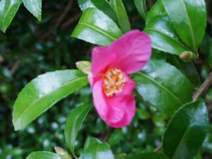 Camellia sasanqua