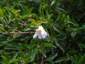 white sasanqua camellia