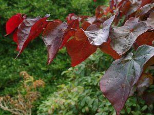 Cercis ‘Forest Pansy’