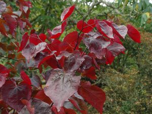 Cercis ‘Forest Pansy’