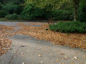 fallen yellowish beech leaves