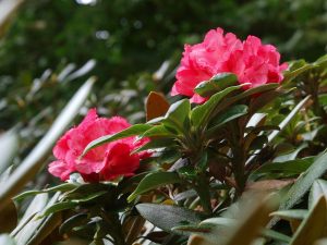 unknown rhododendron