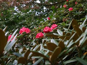 unknown rhododendron