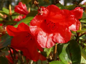 Rhododendron ‘Red Centurion’