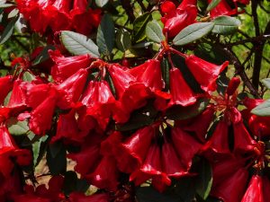 Rhododendron ‘Red Centurion’