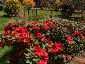 Rhododendron ‘Red Centurion’