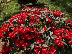 Rhododendron ‘Red Centurion’