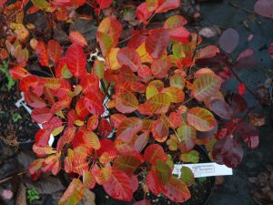 Cotinus coggygria ‘Young Lady’
