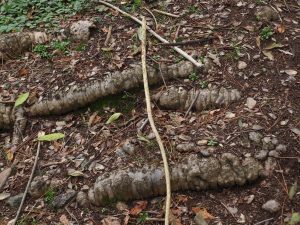odd roots Araucaria araucaria